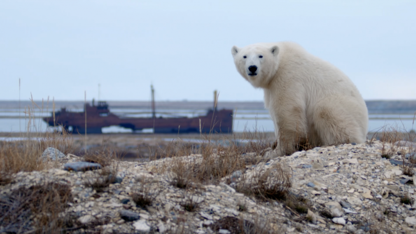 Life in Polar Bear Town