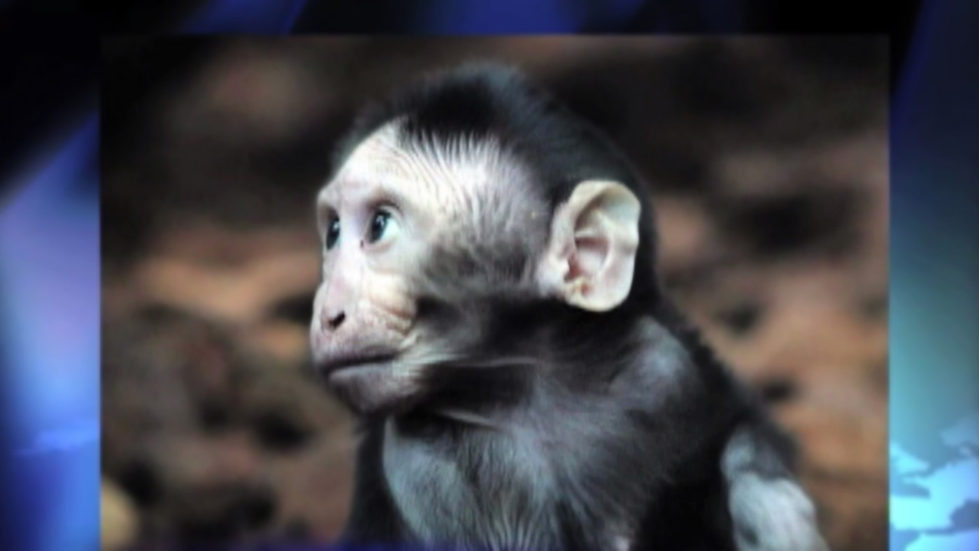 The Onion: Stabbing Monkeys